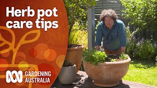 How to maintain your potted herb plants  Gardening 101  Gardening Australia [upl. by Audette]