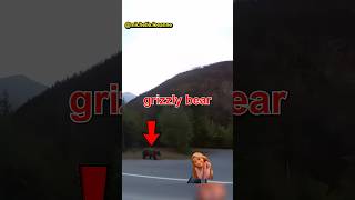 Bikers encounter grizzly bear 😳🏍️ [upl. by Artemis]