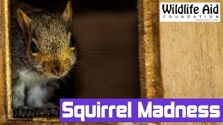 GoPro  Crazy Cute Squirrels Jumping and Climbing On People [upl. by Obadias]