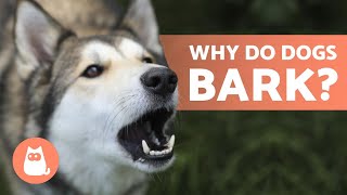 10 Reasons Why Dogs BARK 🐶 Dog BARKING Explained [upl. by Anwaf]