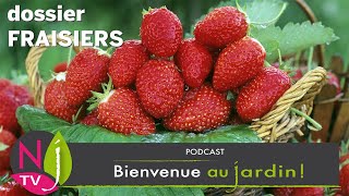 FRAISIER  INCONTOURNABLE POUR VOTRE JARDIN  LES MEILLEURES VARIÉTÉS NOS CONSEILS POUR LE RÉUSSIR [upl. by Llerehs]