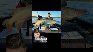 I think your goin to need a bigger scale🤝 fishing musky fishingvideo [upl. by Hainahpez]