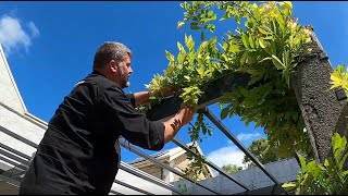 How to Maintain Wisteria sinensis Chinese Wisteria [upl. by Ameluz]