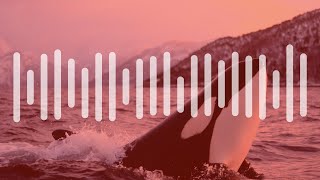 Listen to killer whales mimicking human voices – audio [upl. by Agnes]