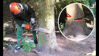 Baumfällung mit individueller Fälltechnik und Windenunterstützung tree felling with winch support [upl. by Eniluqcaj157]