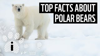 Top 10 Facts About Polar Bears  Animal Fun Facts  WWF [upl. by Kcirrek735]