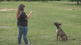 What to do if an aggressive dog approaches you  KVUE [upl. by Sand207]