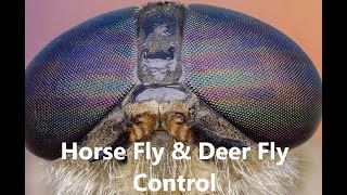 Biting Fly Control using the HTrap for cattle fly control  Belted Galloway Homestead [upl. by Godfry730]