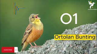 صوت جديد عصفور الدخن  درسة الشعير  الدخنة  ortolan bunting [upl. by Adnarrim]