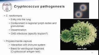 4 Cryptococcus [upl. by Keare]