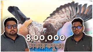 Most expensive pigeon of BANGLADESH🇧🇩 [upl. by Norvan]