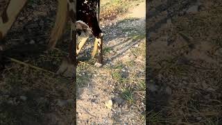 farm animal videos shorts CowParade youtube [upl. by Ephrem450]