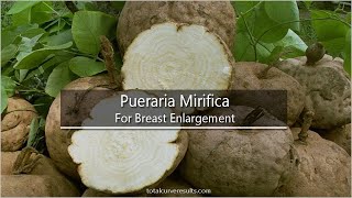 Pueraria Mirifica for Natural Breast Enlargement  Breast Enhancement  Total Curve Results [upl. by Price]