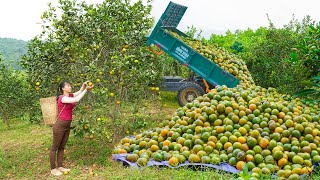 Harvesting Oranges By 3Wheeled Truck Goes To Countryside Market Sell  Farm Life [upl. by Ophelie]