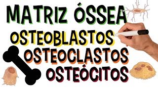 ✅ MATRIZ ÓSSEA  OSTEOBLASTOS OSTEOCLASTOS E OSTEÓCITOS  ORGÂNICOS E INORGÂNICOS [upl. by Eiramoj]