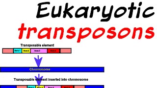 Transposons in eukaryotes [upl. by Budd544]