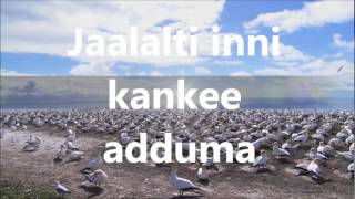 Oromo Gospel SongDasta HinsarmuGargaarsa bara ijoollummaa [upl. by De Witt]