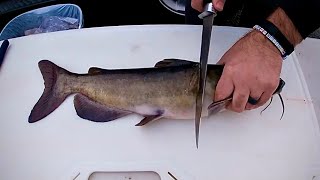 How To Fillet Catfish The Easy Way [upl. by Tebor]