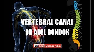 Vertebral Spinal Canal Dr Adel Bondok [upl. by Einhoj]