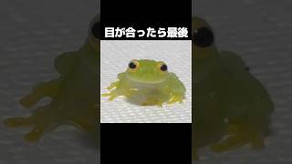 見つめるグミガエル Cute Frog Video [upl. by Trudi501]