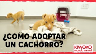 Cómo ADOPTAR un PERRITO【PASO A PASO】💚🤝🐶 [upl. by Chilt]