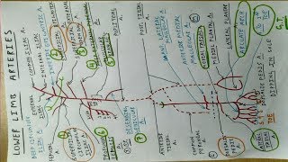 Lower Limb Arteries  Part 3  Femoral Popliteal Tibial Artery [upl. by Kaliope]