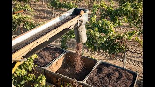 How Dried On The Vine Raisins Are Grown And Harvested in California [upl. by Yedok]