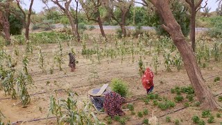 Niger A Game Changer to Ensure Food Security [upl. by Luapnaej]