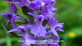 Dactylorhiza Incarnata  Orchidée Sauvage [upl. by Novick]