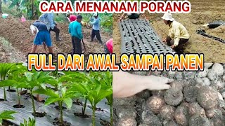 CARA MENANAM PORANG FULL DARI AWAL SAMPAI PANEN ahmadhusain2296 [upl. by Isabea]