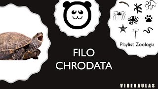 Filo Chordata  Os cordados [upl. by Ikin]