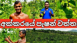 Large scale Commercial Passion fruit Cultivation in Sri Lanka [upl. by Marje]