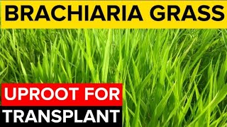 How To TRANSPLANT Brachiaria Grass  Mulato Grass [upl. by Rehtul133]