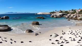 African Penguins  Boulders Beach  Cape Town  South Africa [upl. by Dix938]