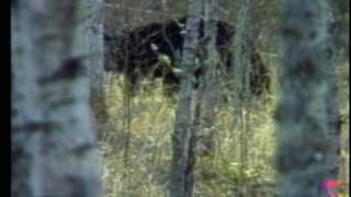 BLACK BEAR HUNTING 3 KILL SHOTS [upl. by Annotahs]