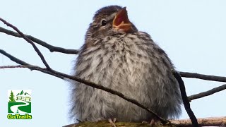 Chipping sparrow call  sounds  Juvenile Fledgling Baby [upl. by Iror]