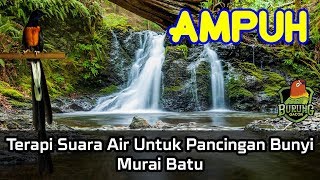 AMPUH Terapi Suara Air Untuk Pancingan Bunyi Murai Batu [upl. by Yeruoc452]