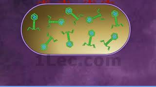 Hershey Chase Experiment [upl. by Animsaj]