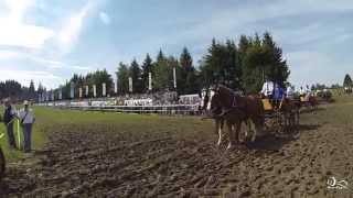 Marché Concours de Saignelégier 2014 [upl. by Sinnaiy]