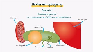 Mikroorganismer Bakterier [upl. by Isidora]