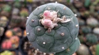 Lophophora diffusa vs williamsii Review [upl. by Ahsa]