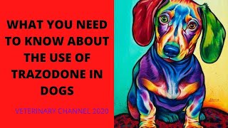 What You Need To Know About The Use Of Trazodone In Dogs [upl. by Idou160]