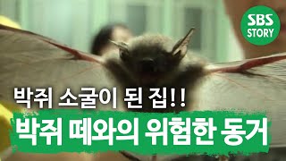 SUB ‘박쥐 소굴’이 되어버린 집 박쥐 떼와의 위험한 동거 TV동물농장 AnimalFarm SBSstory [upl. by Nerrol]