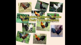 Top Fighting Rooster Breeds and Their Characteristics  Gamefowl [upl. by Boyse73]