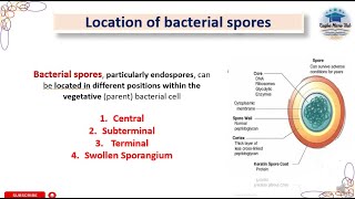 Location of bacterial spore Endospores endospore bacteriology spore sporeformation [upl. by Henrion794]