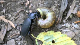 Ground beetle Carabus coriaceus eating a snail [upl. by Arvo]