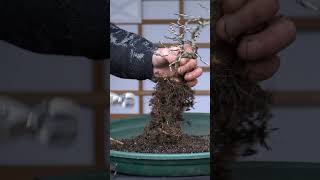 Styling a Dwarf Wisteria Bonsai Milletia bonsaitrees [upl. by Zipnick]