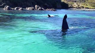 Beautiful Orcas in New Zealand [upl. by Klement]