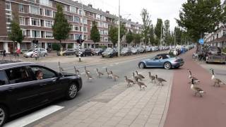 Canada Goose traffic jam [upl. by Anerb]