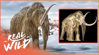 Mammoths The Giant Titans Of The Ice Age  Real Wild [upl. by Ahsimak]